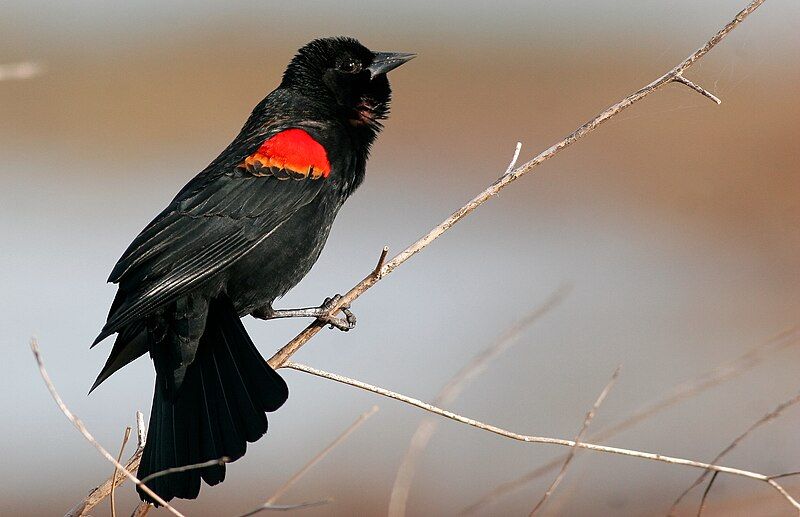 File:Red-wingedBlackbird-22OCT2016.jpg