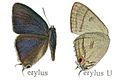 Upperside left, underside right