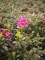 Rhododendron ferrugineum