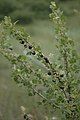 Trumpet gooseberry with berries, Apache Springs Trail