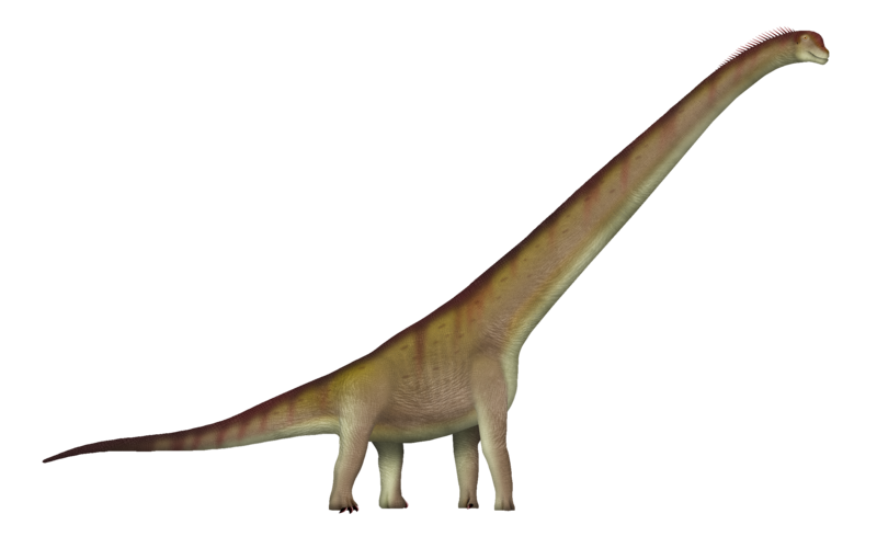 File:Sauroposeidon UDL.png