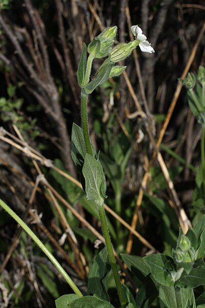 File:Silene latifolia 9646.JPG