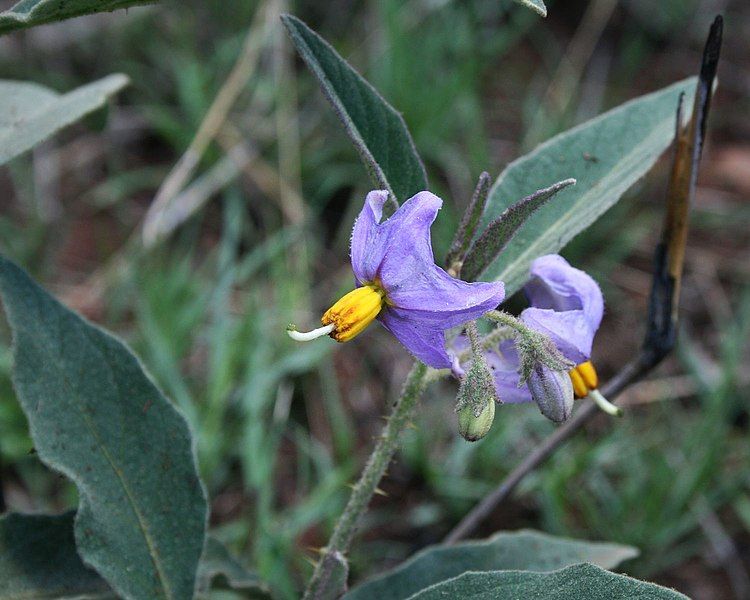 File:Solanum campylacanthum 2.jpg