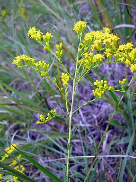 File:Solidago gattingeri.jpg