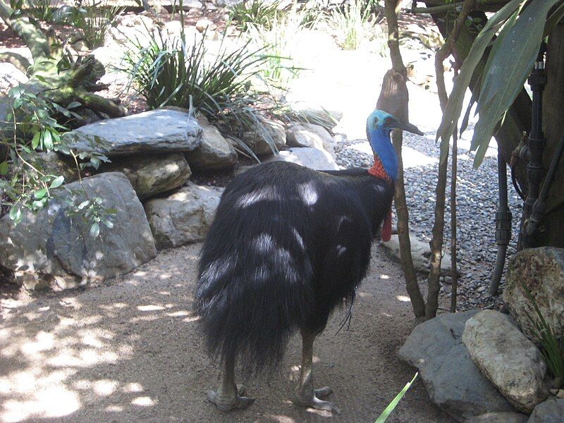 File:Southern Cassowary3.JPG