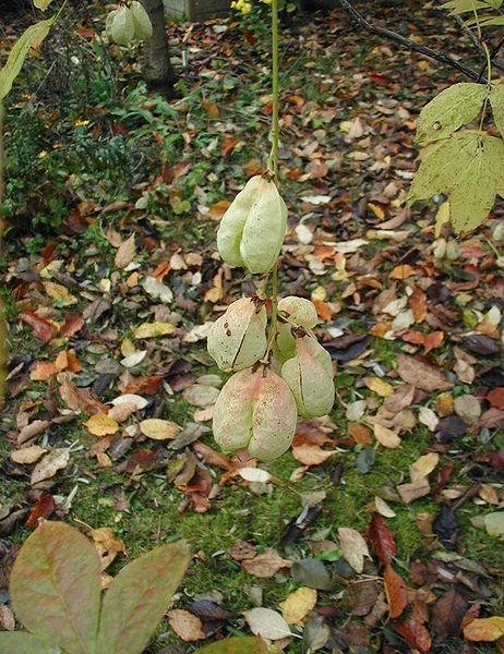 File:Staphylea-pinnata-fruits.JPG