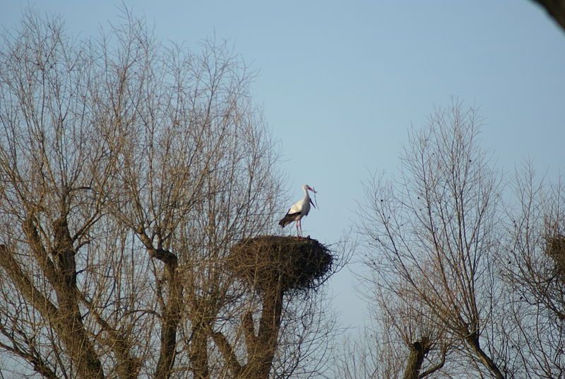 File:Storchennest.jpg