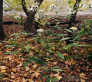 Symphyotrichum ontarionis in shaded, moist soil along the Crawfish River, Astico, Wisconsin