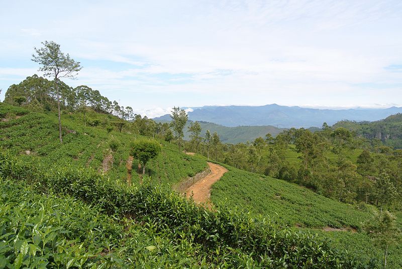 File:Tea plantation Haputale.jpg