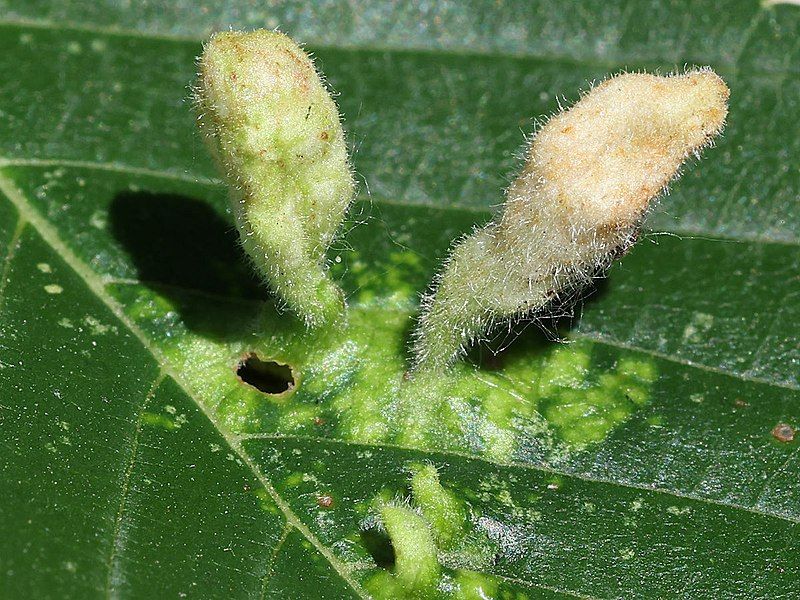 File:Tetraneura nigriabdominalis-galls.jpg