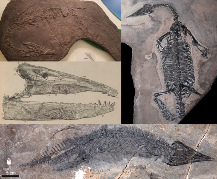 File:Thalattosaur collage.png