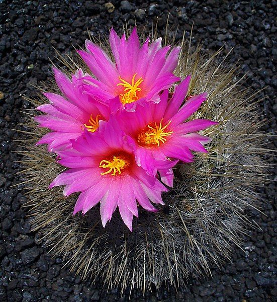 File:Thelocactus macdowellii 02.jpg