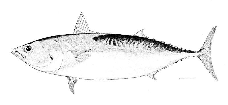 File:Thunnus thynnus.jpg