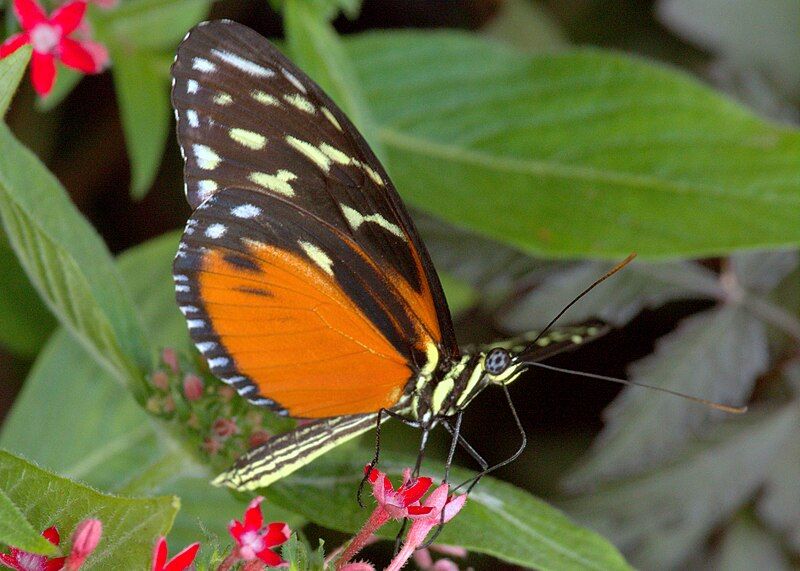 File:TigerLongwingVentral.jpg