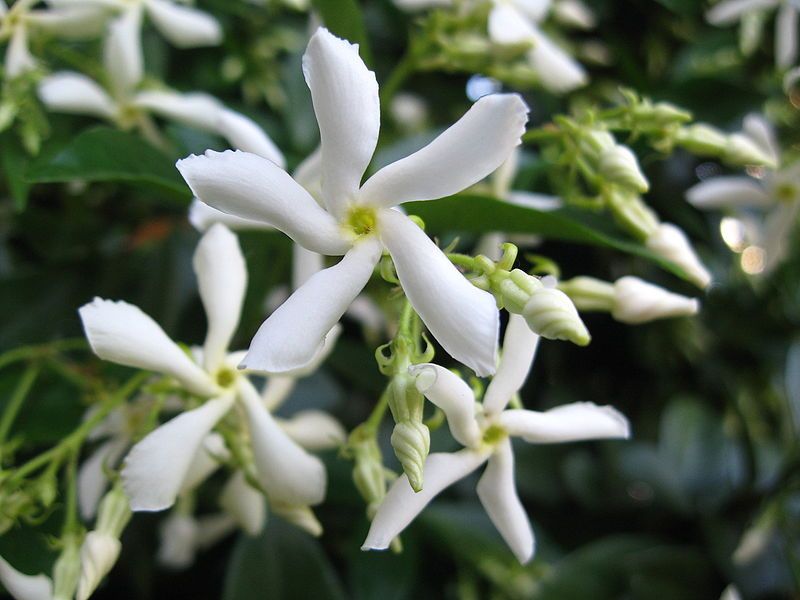 File:Trachelospermum jasminoides flowers.jpg