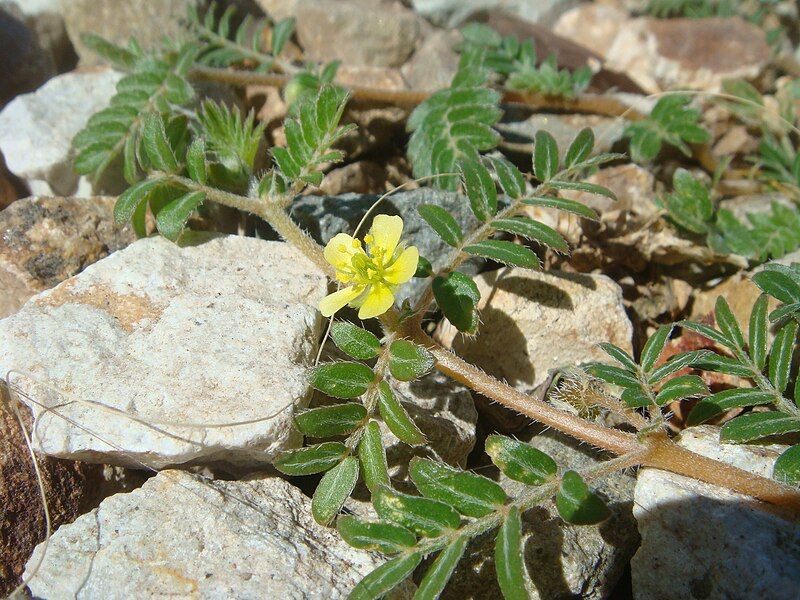 File:Tribulus-terrestris-20080401.JPG