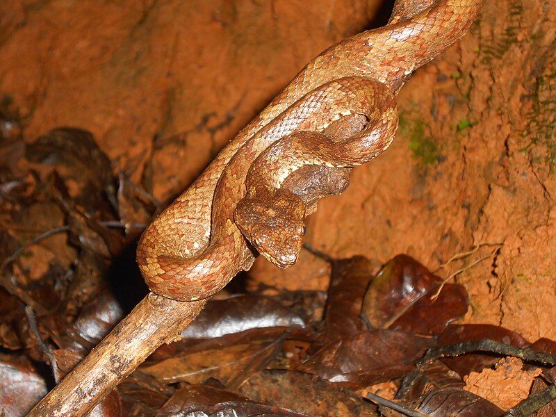 File:Trimeresurus Malabaricus.JPG