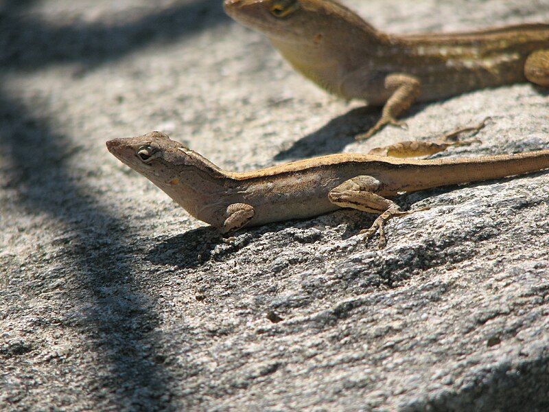 File:Two brown anoles.JPG