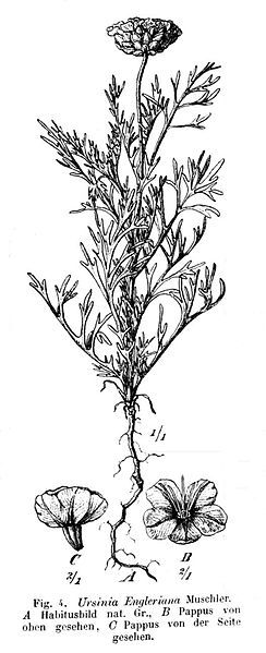 File:Ursinia nana00.jpg