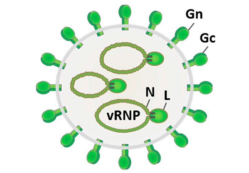 File:Viruses-08-00174-g001-A.jpg