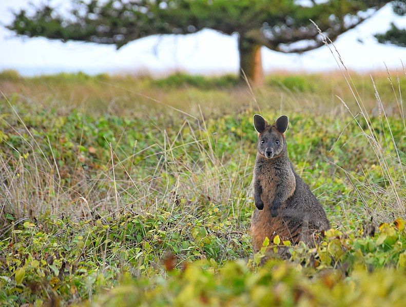 File:Wallaby habitat.jpg