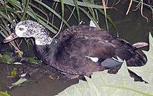 A duck swimming.