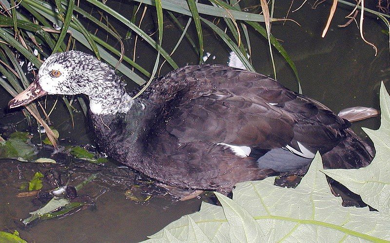 File:White-winged.wood.duck.arp.jpg