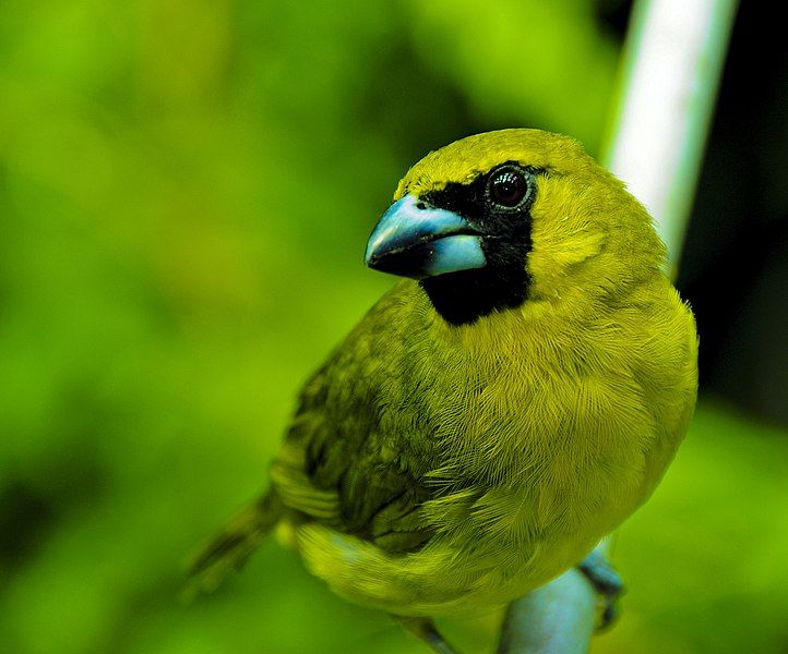 File:Yellow-Green Grosbeack.jpg