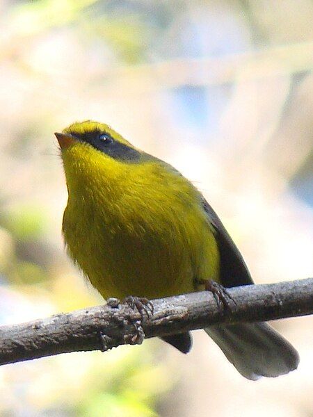 File:Yellow-bellied Fantail.jpg