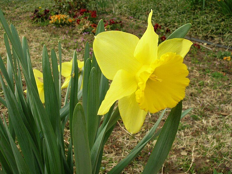 File:Yellow Narcissus.JPG