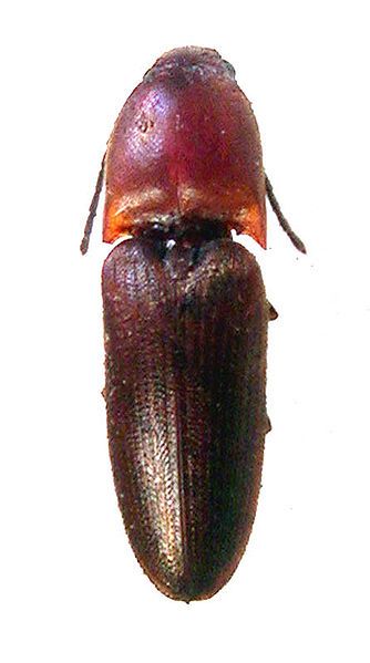 File:Abelater sanguinicollis (Schwarz).JPG