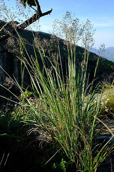 File:Adenochloa ecklonii.jpeg