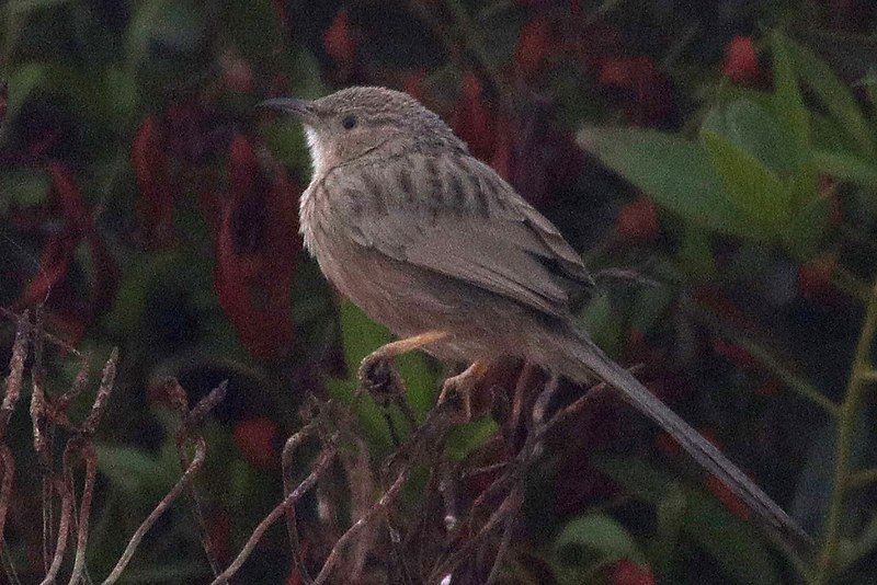 File:Afghan Babbler.jpg