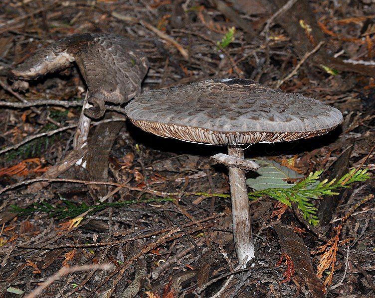 File:Agaricales mushroom side.JPG