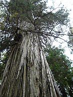 A large tree showing the bark peeling in longitudinal strips.