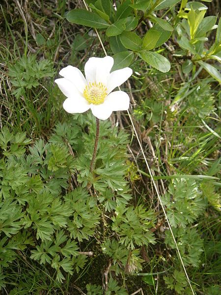 File:Anemone baldensis 001.JPG