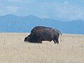 A buffalo on Antelope Island.