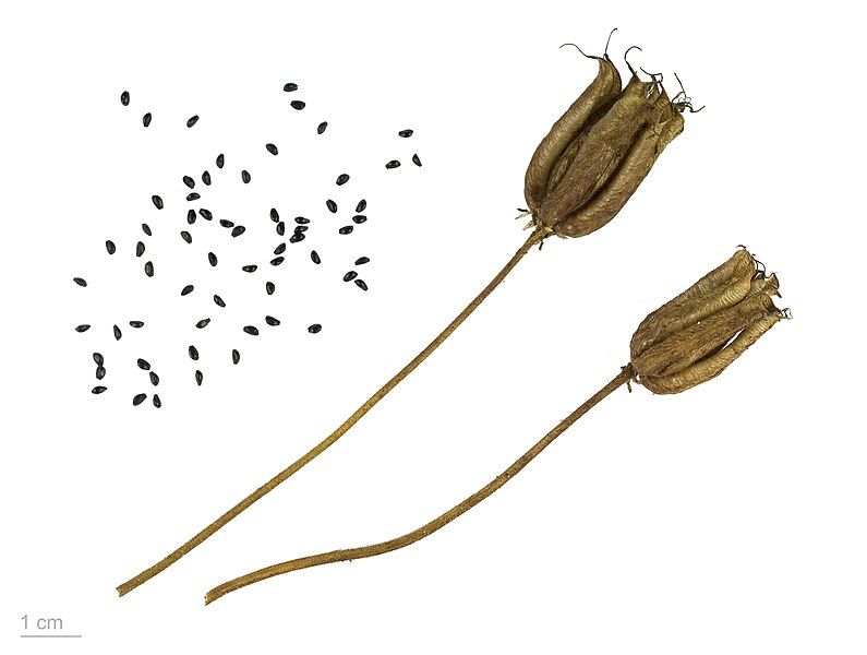 File:Aquilegia vulgaris MHNT.BOT.2009.13.42.jpg