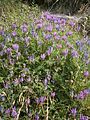 Astragalus purpureus