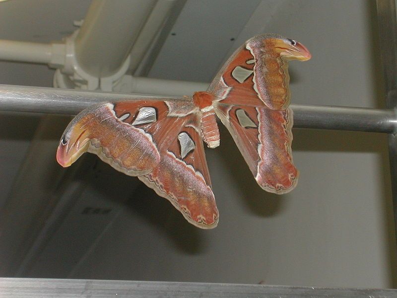 File:Atlas moth.JPG