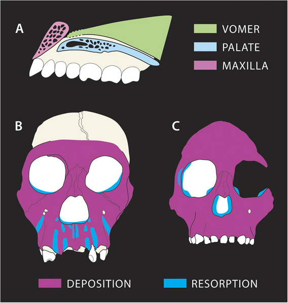 File:Australopithecus sediba growth.webp