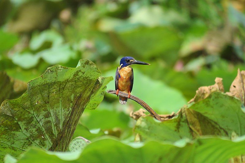 File:Azure Kingfisher, Kakadu.jpg