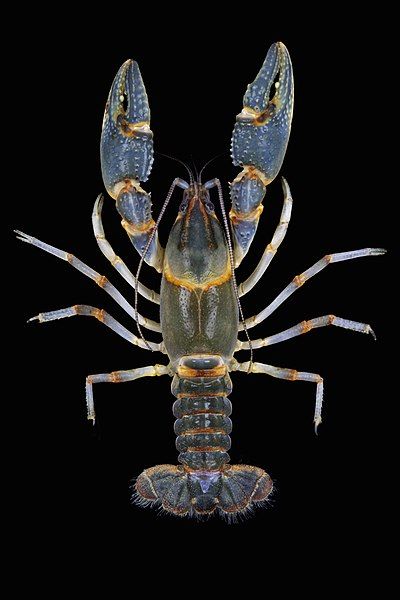 File:Banded Mudbug.jpg