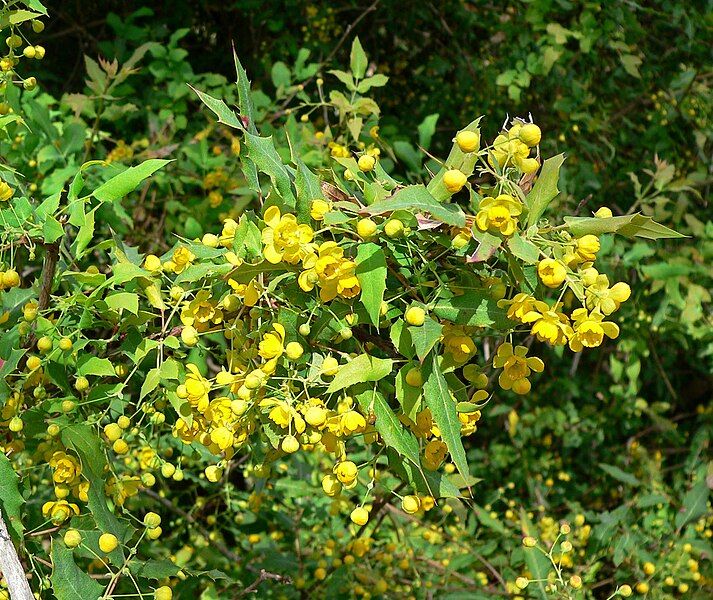 File:Berberis nevinii 2.jpg