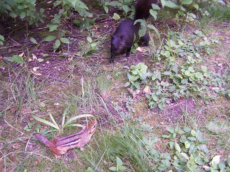 File:Black-squirrel-and-battle-of-the-chipwitts.jpg