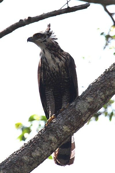 File:Black Hawk-eagle (40992649042).jpg