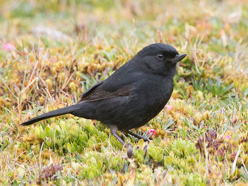 File:Black flowerpiercer GC.jpg