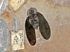 A roachoid insect found in Carboniferous rocks of France