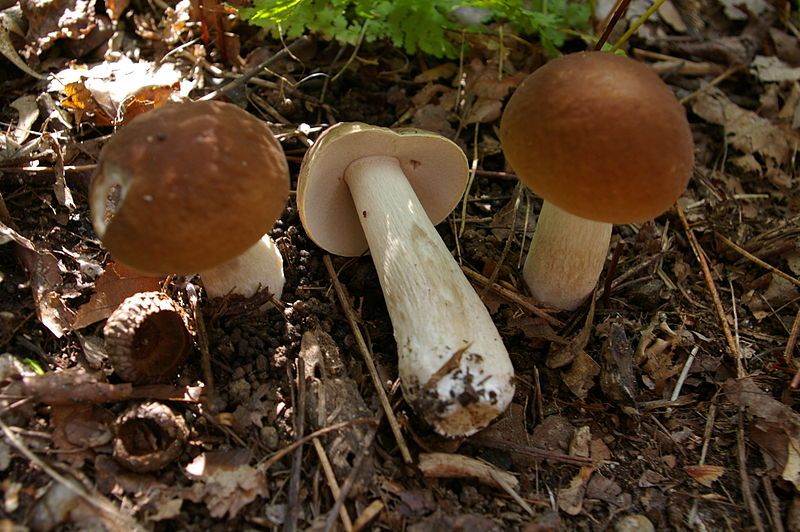 File:Boletus nobilis 01.jpg