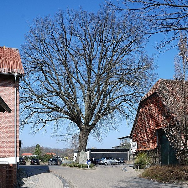 File:BraunschweigMascherodeFriedenseiche.jpg